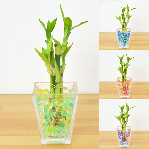 ミニ観葉植物 ミリオンバンブー スクエアガラスゼリー植え 1ページ ｇランキング