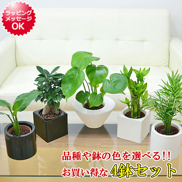 送料無料 観葉植物ミニ ハイドロカルチャースタイリッシュ陶器鉢付き 4鉢セット インテリア 人気 観葉植物 お祝い ギフト プレゼント 花 観葉植物 おしゃれ スタイリッシュ ミニ 水耕栽培 お試し シンプルモダン シック 和モダン ナチュラル アジアン 北欧 ブルックリン