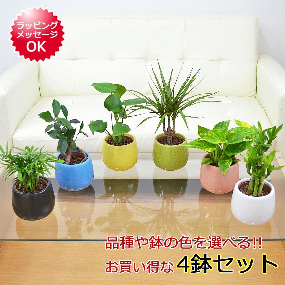 植物や陶器の色を選べる 誰にでも育てやすいハイドロカルチャー 水耕栽培 のミニ観葉植物 送料無料 観葉植物ミニ ハイドロカルチャー陶器鉢付き 4鉢セット インテリア 人気 お祝い 観葉植物 花 観葉植物 ギフト プレゼント おしゃれ スタイリッシュ ミニ 水耕栽培 お