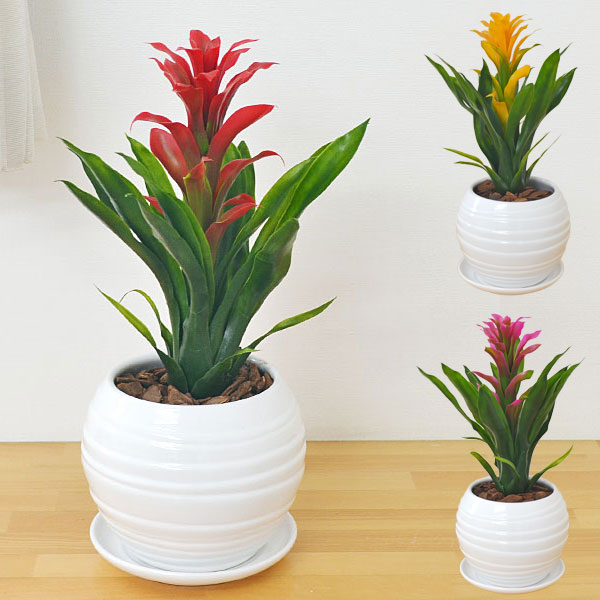 楽天市場 送料無料 人工観葉植物 グズマニア ボール形陶器鉢 光触媒加工 造花 インテリア フェイクグリーン 人気 お祝い ギフト プレゼント 開店祝い 新築祝い 誕生日祝い 結婚祝い おしゃれ スタイリッシュ 小型 フラワーコーポレーション