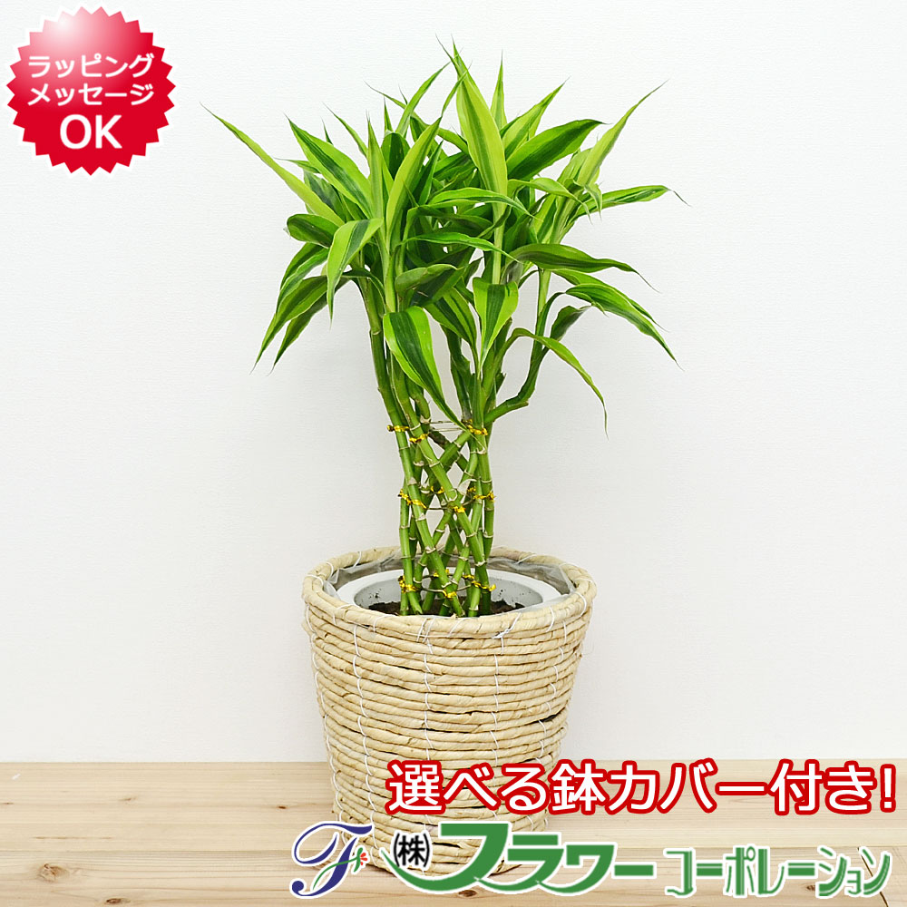 再入荷商いもの 観葉植物-花・ガーデン・DIY-花・観葉植物