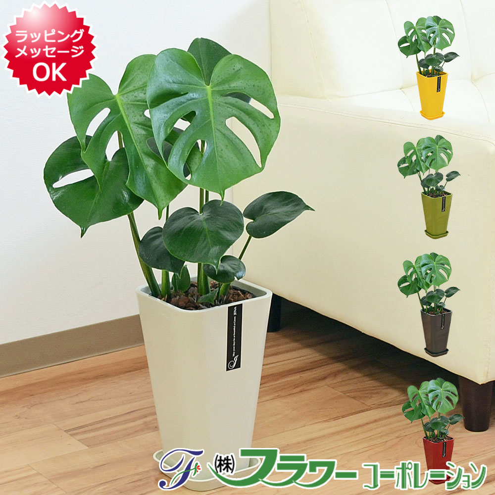 楽天市場】観葉植物 モンステラ 6号サイズ 選べる鉢カバー付き