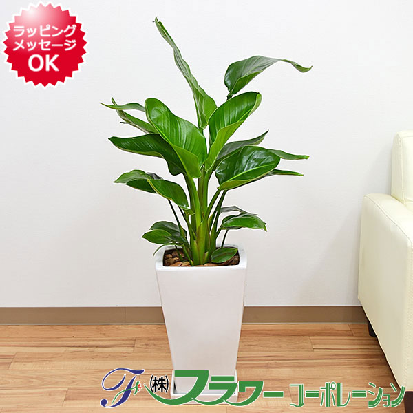観葉植物 ストレリチア・オーガスタ スクエア陶器鉢植え 8号サイズ