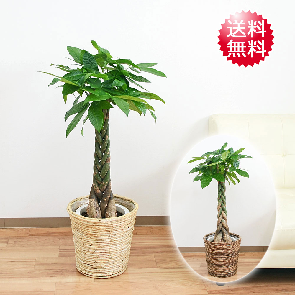 再入荷商いもの