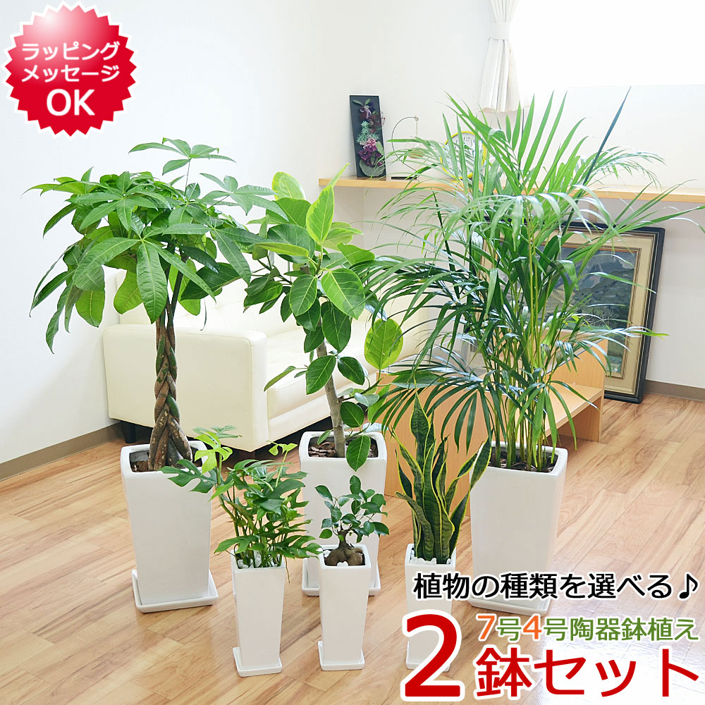 楽天市場】観葉植物 ミリオンバンブー 万年竹 カラースクエアポット 6号 あす楽 インテリア 人気 お祝い ギフト プレゼント 開店祝い 新築祝い  誕生日祝い 引越し祝い おしゃれ 大型 北欧 シンプルモダン シック ブルックリン インダストリアル ナチュラル アジアン 送料 ...