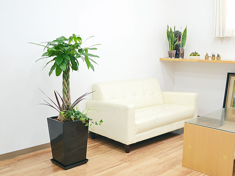 送料無料 観葉植物パキラ寄せ植え スクエア陶器鉢 インテリア 人気 お祝い ギフト プレゼント 開店祝い 新築祝い 誕生日祝い 結婚祝い 大型 中型 Prescriptionpillsonline Is