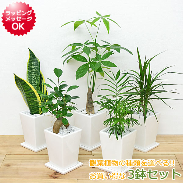 楽天市場】選べる観葉植物2鉢セット 6号3号 鉢カバー付き(6号のみ