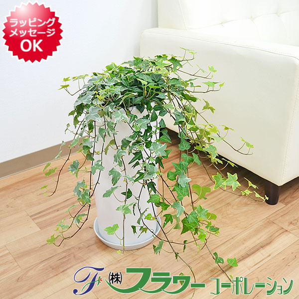 送料無料 観葉植物 アイビー ヘデラ 3種寄せ植え 円柱形陶器鉢植え インテリア 人気 大型 お祝い ギフト プレゼント 開店祝い 新築祝い 誕生日 結婚 引っ越し おしゃれ スタイリッシュ 北欧 シンプルモダン シック ブルックリン ナチュラル 和モダン アジアン