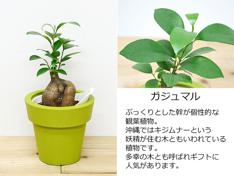 観葉植物 ウンベラータ エバーフレッシュ ガジュマル テーブルヤシ ヒメモンステラ 底面給水 3鉢セット 種類 おしゃれ お祝い 棚 送料無料