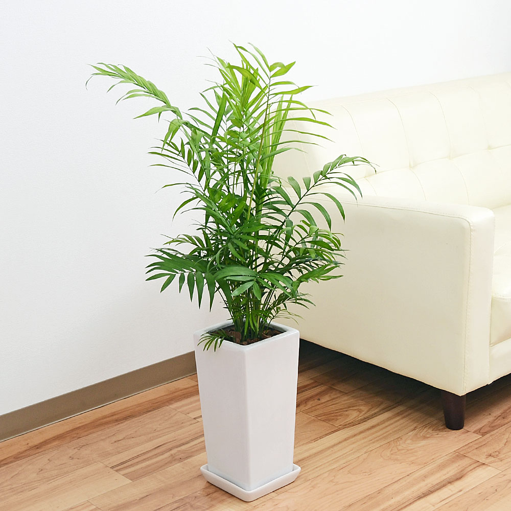 観葉植物 テーブルヤシ チャメドレア 6号 陶器鉢植え ホワイト おしゃれ お祝い インテリア 本物 室内 送料無料