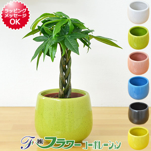 楽天市場】観葉植物用活力剤(活力液) ハイポネックス キュート 150ml ハイドロカルチャー 水栽培用 : フラワーコーポレーション