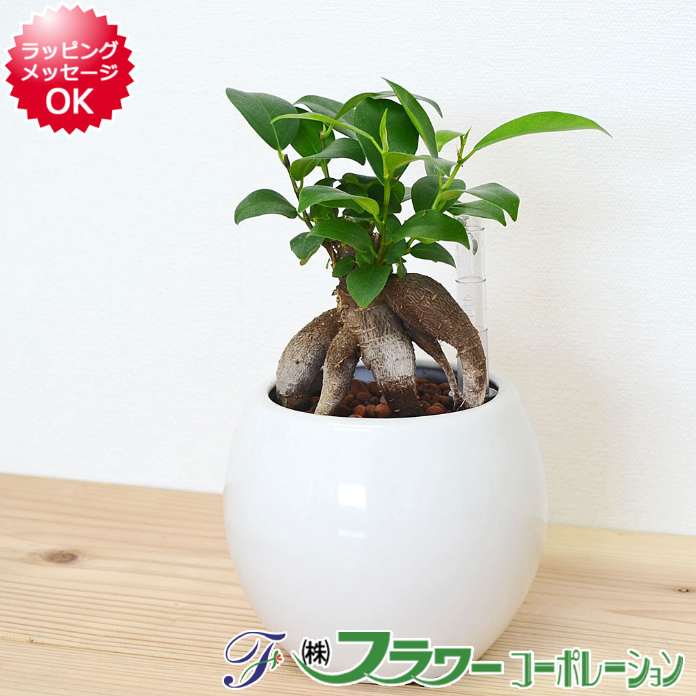 楽天市場 観葉植物 ガジュマル ハイドロカルチャー 水耕栽培 水位計付き 陶器鉢植え ホワイト おしゃれ お祝い 送料無料 フラワーコーポレーション