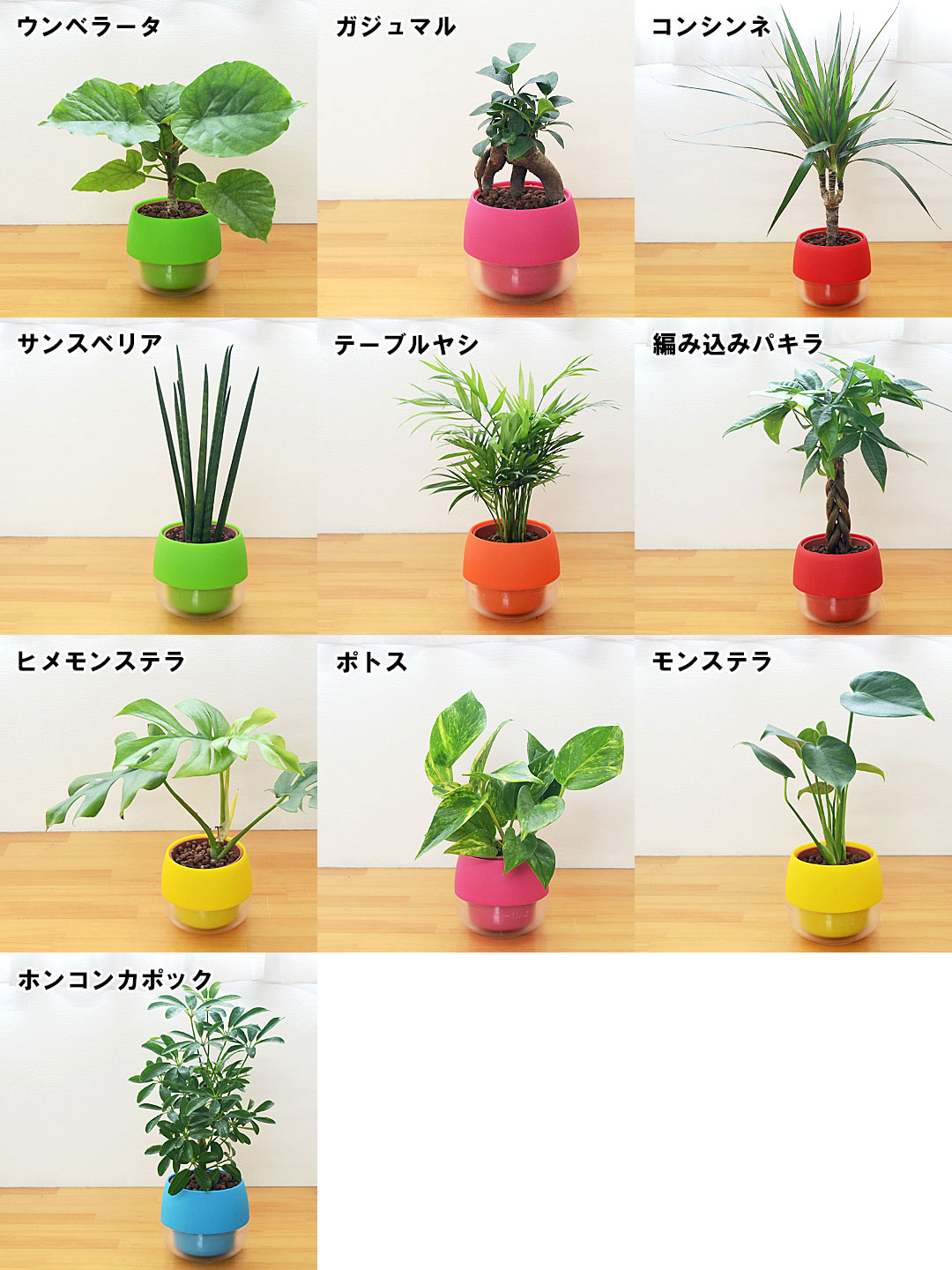 専門店では 観葉植物 ミニ ハイドロカルチャー 水耕栽培 水位がわかる鉢付き モンステラ ガジュマル パキラ おしゃれ お祝い ビビット カラフル 送料無料 あす楽 Eurobservatory Globalandlocal It