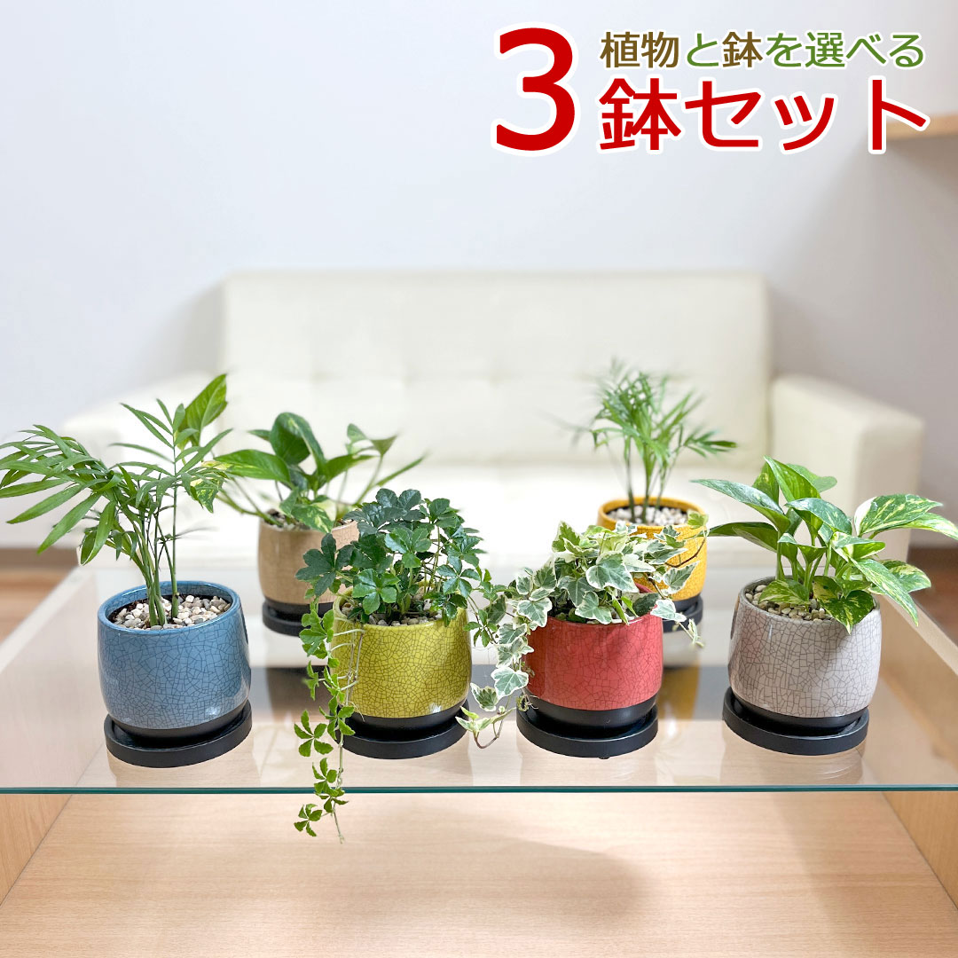 楽天市場】観葉植物 3号スクエア陶器鉢植え 3鉢セット【インテリア