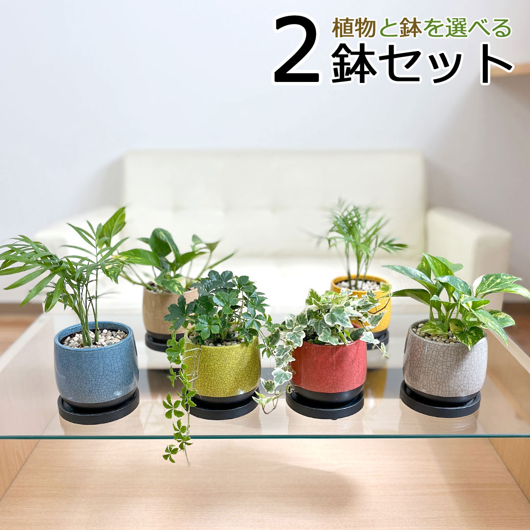 楽天市場】観葉植物 ミニ ハイドロカルチャー陶器鉢付き 4鉢