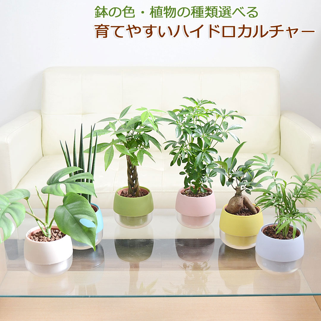 楽天市場】観葉植物 ミニ ハイドロカルチャー 水耕栽培 3鉢セット 水位がわかる鉢付き モンステラ ガジュマル パキラ ドラセナ ウンベラータ  サンスベリア ヤシ ポトス シェフレラ 種類 選べる 棚 小さい おしゃれ お祝い スモーキー カラフル : フラワーコーポレーション