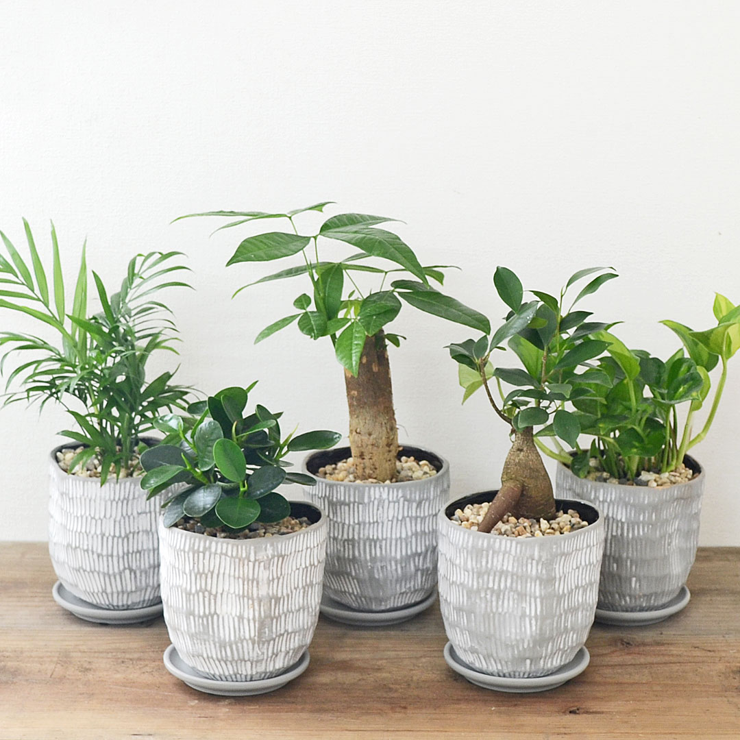 楽天市場】パンダガジュマル 白い陶器鉢 観葉植物 インテリア 常緑樹