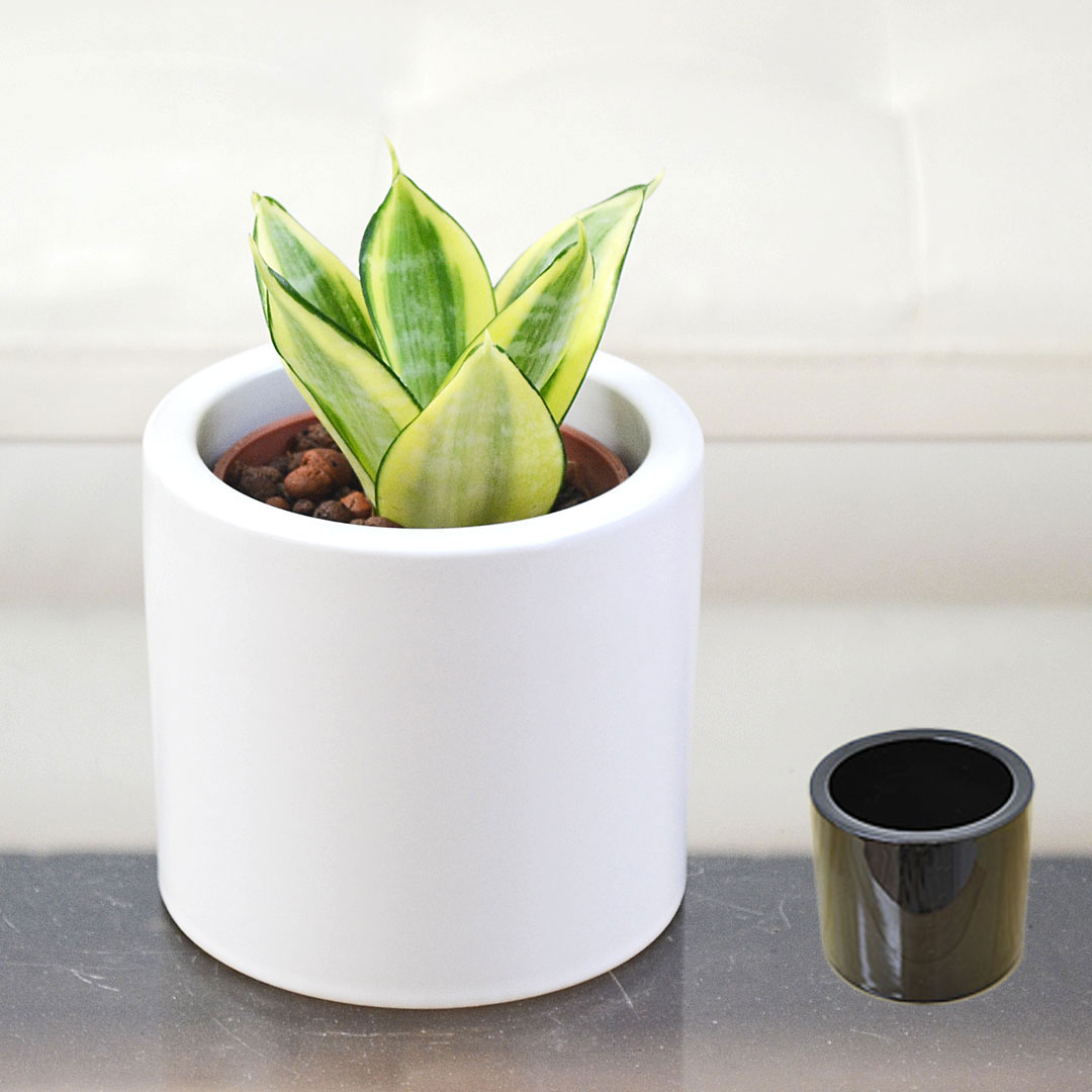 楽天市場】観葉植物 サンスベリア ゴールデン ハニー 3.5号鉢
