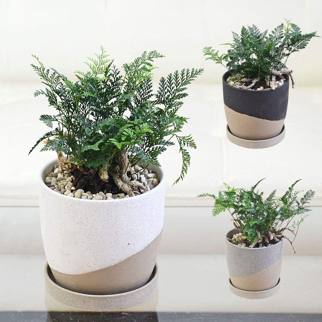 【ガチ盆栽】猫の手シノブ　2点セット 楽天市場】おしゃれ 観葉植物：ネコの手シノブ*鉢植え 受皿付 : 遊恵