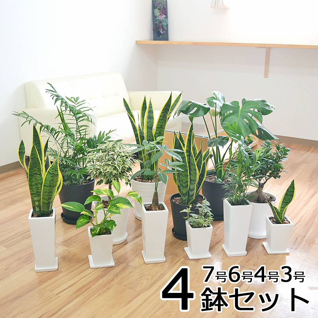 0円 国内即発送 観葉植物 4鉢セット 7号 6号 4号 3号 モンステラ ガジュマル サンスベリア ヤシ ベンジャミン おしゃれ お祝い 送料無料