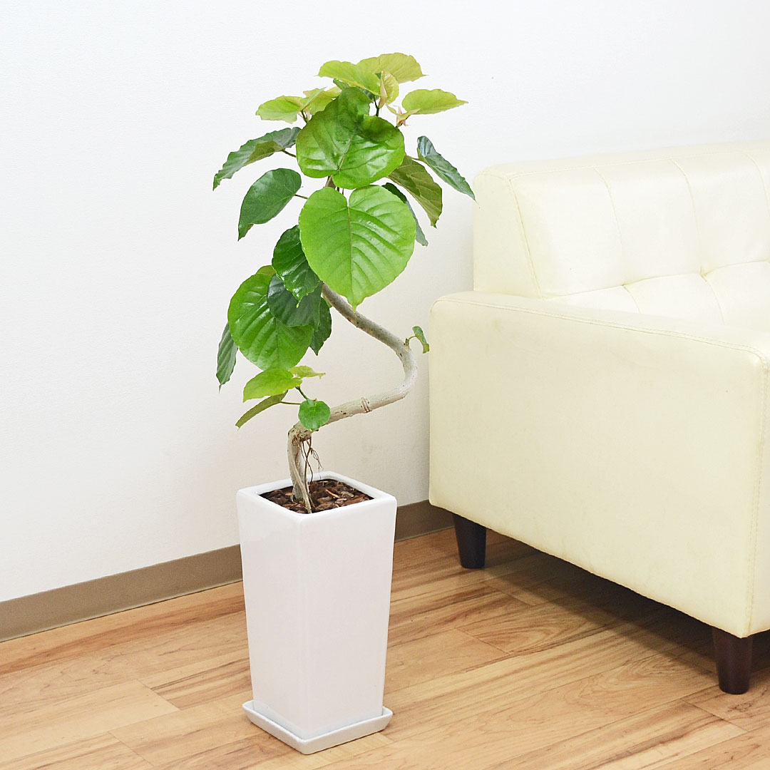 フィカス ウンベラータ 7号 110センチ フィカス ウンベラータ 7号 110センチ