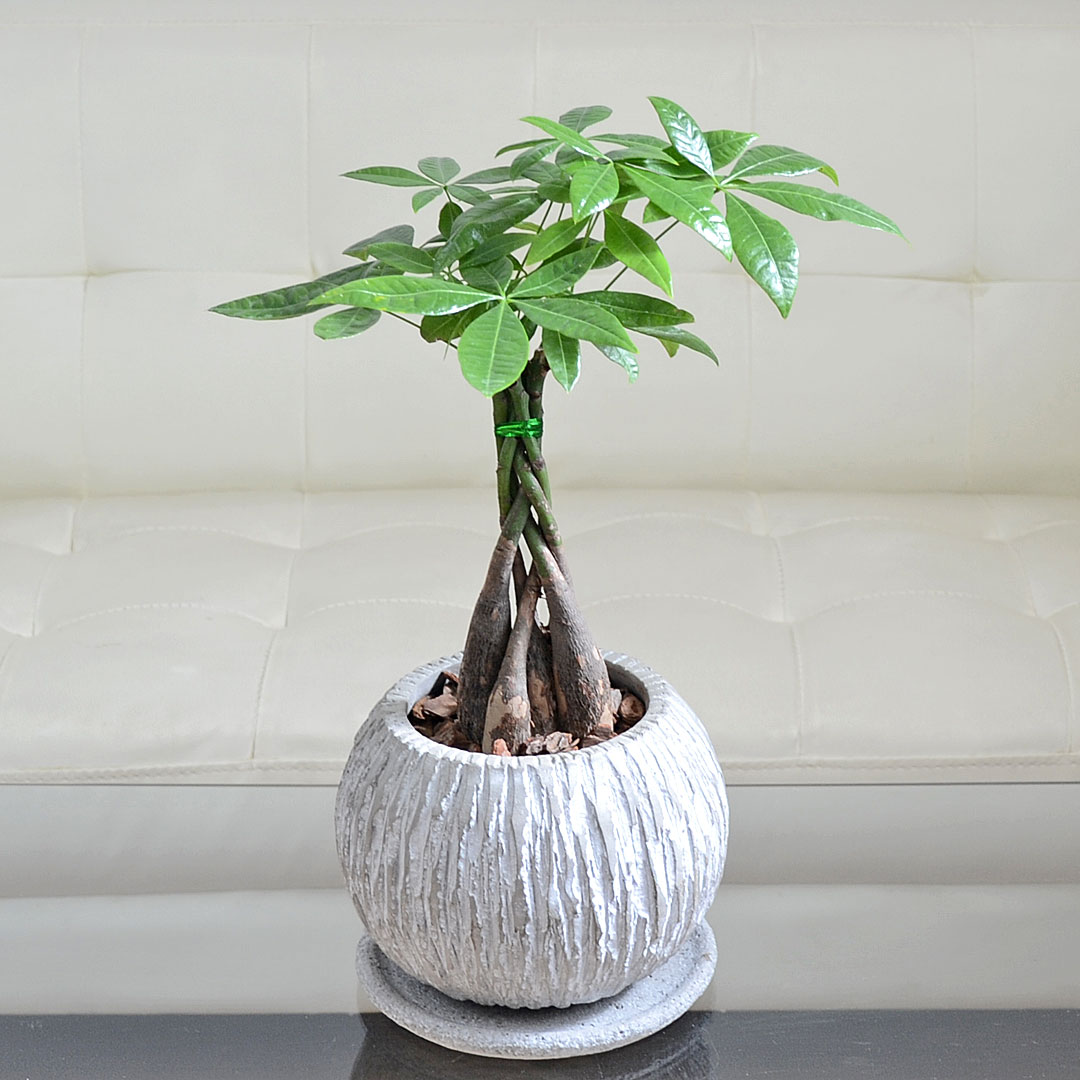 楽天市場】観葉植物 パキラ アクアティカ 5号スクエア植木鉢苗 5本編み