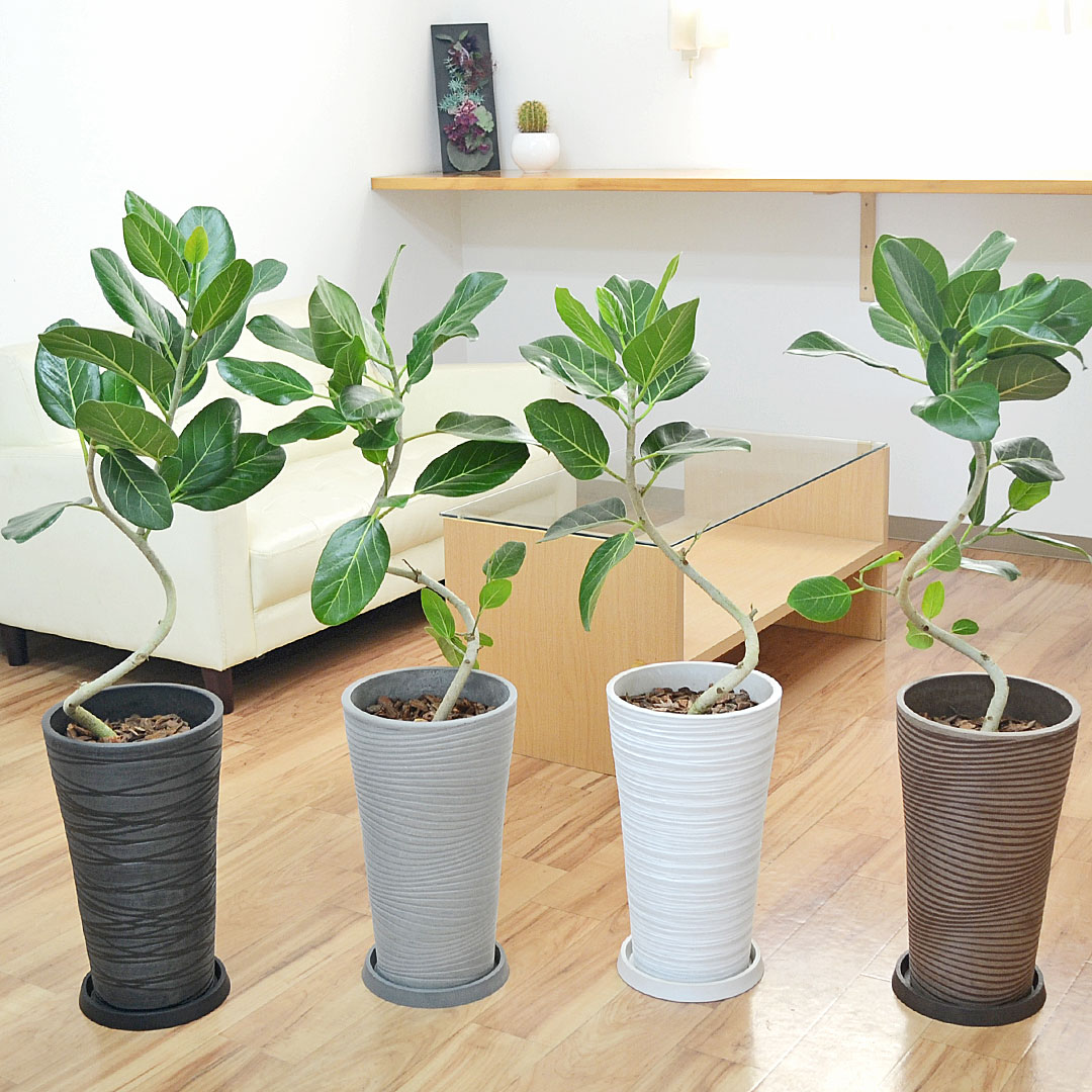 楽天市場】観葉植物 フィカス ベンガレンシス 8号鉢 【全国送料無料