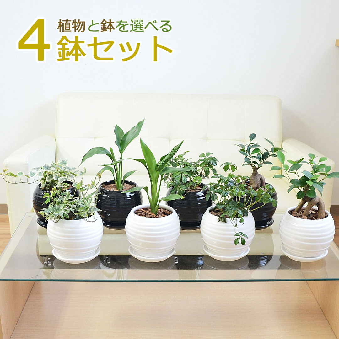 再入荷商いもの 花・ガーデン・DIY-観葉植物-花・観葉植物