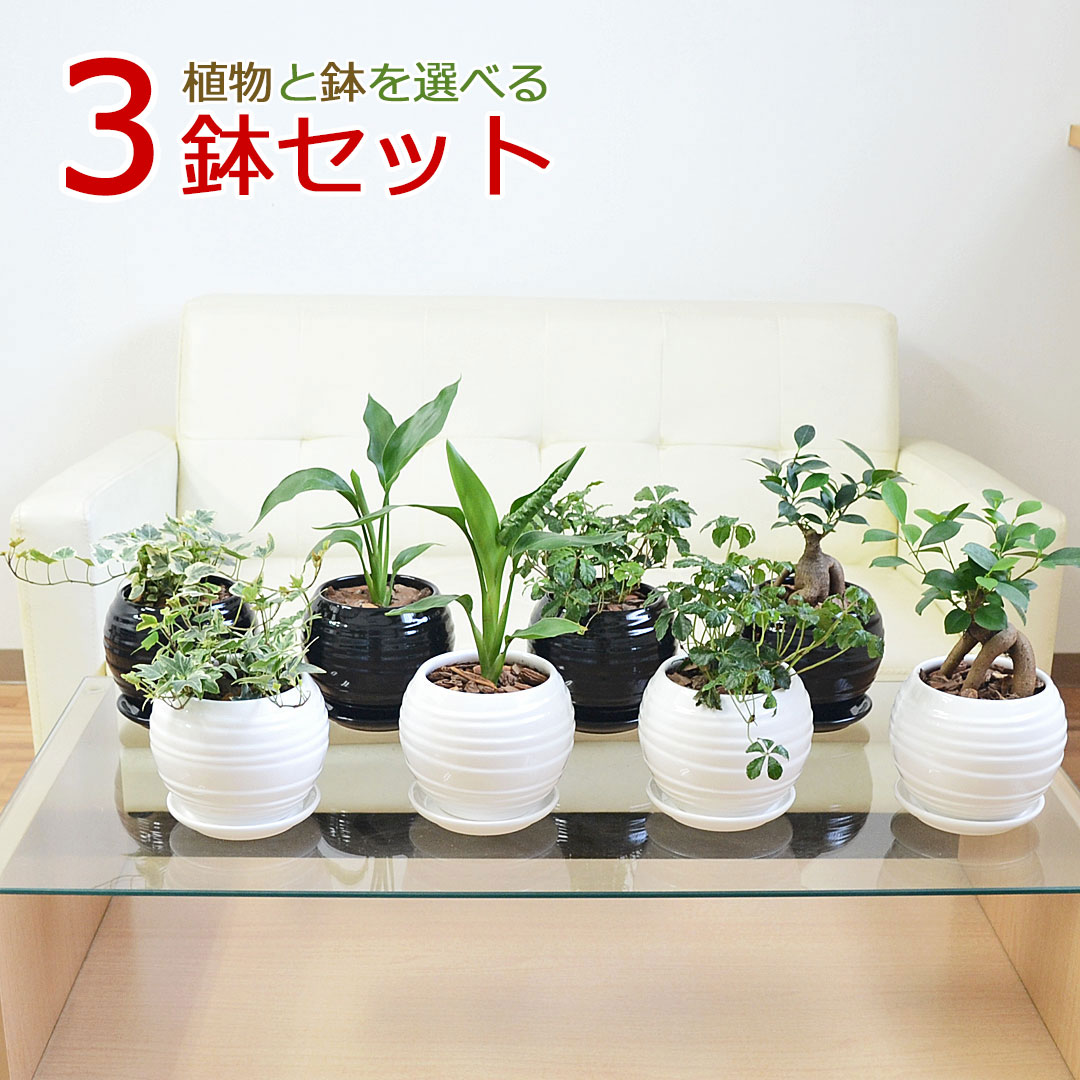 楽天市場】観葉植物 ガジュマル ウンベラータ ヒメモンステラ 楽天市場】観葉植物 ガジュマル ウンベラータ ヒメモンステラ