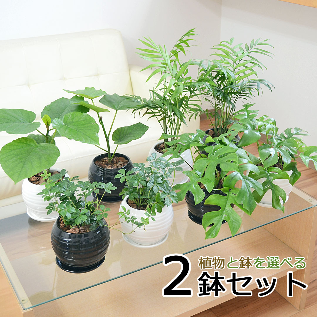 楽天市場】観葉植物 ウンベラータ ヒメモンステラ テーブルヤシ