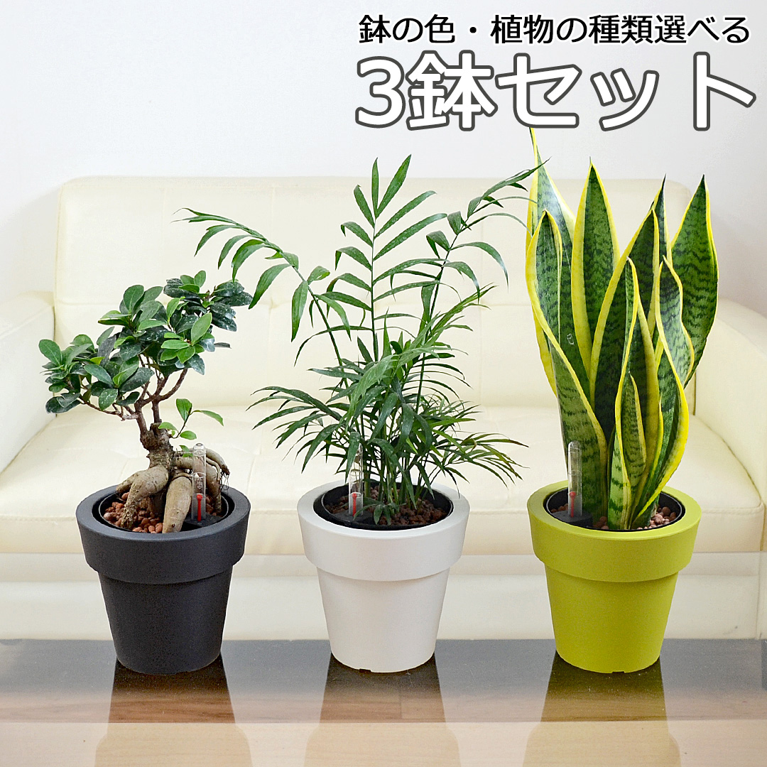 楽天市場】観葉植物 サンスベリア サンセベリア ローレンティ 7号陶器 