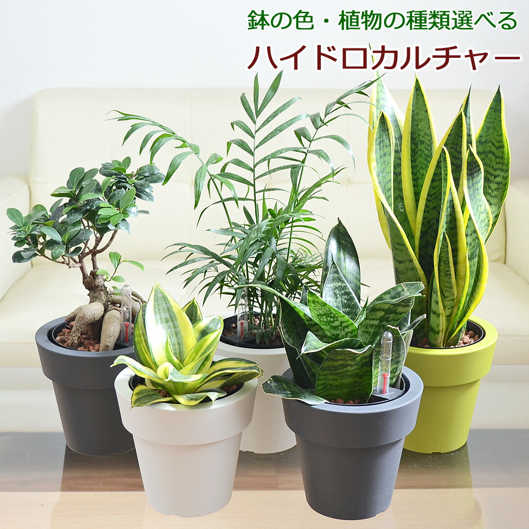 楽天市場】観葉植物 ガジュマル サンスベリア テーブルヤシ ハイドロカルチャー 水耕栽培 3鉢セット 5号 種類 選べる 植木鉢 水位計付き 小さい  棚 おしゃれ お祝い インテリア 本物 室内 送料無料 あす楽 : フラワーコーポレーション