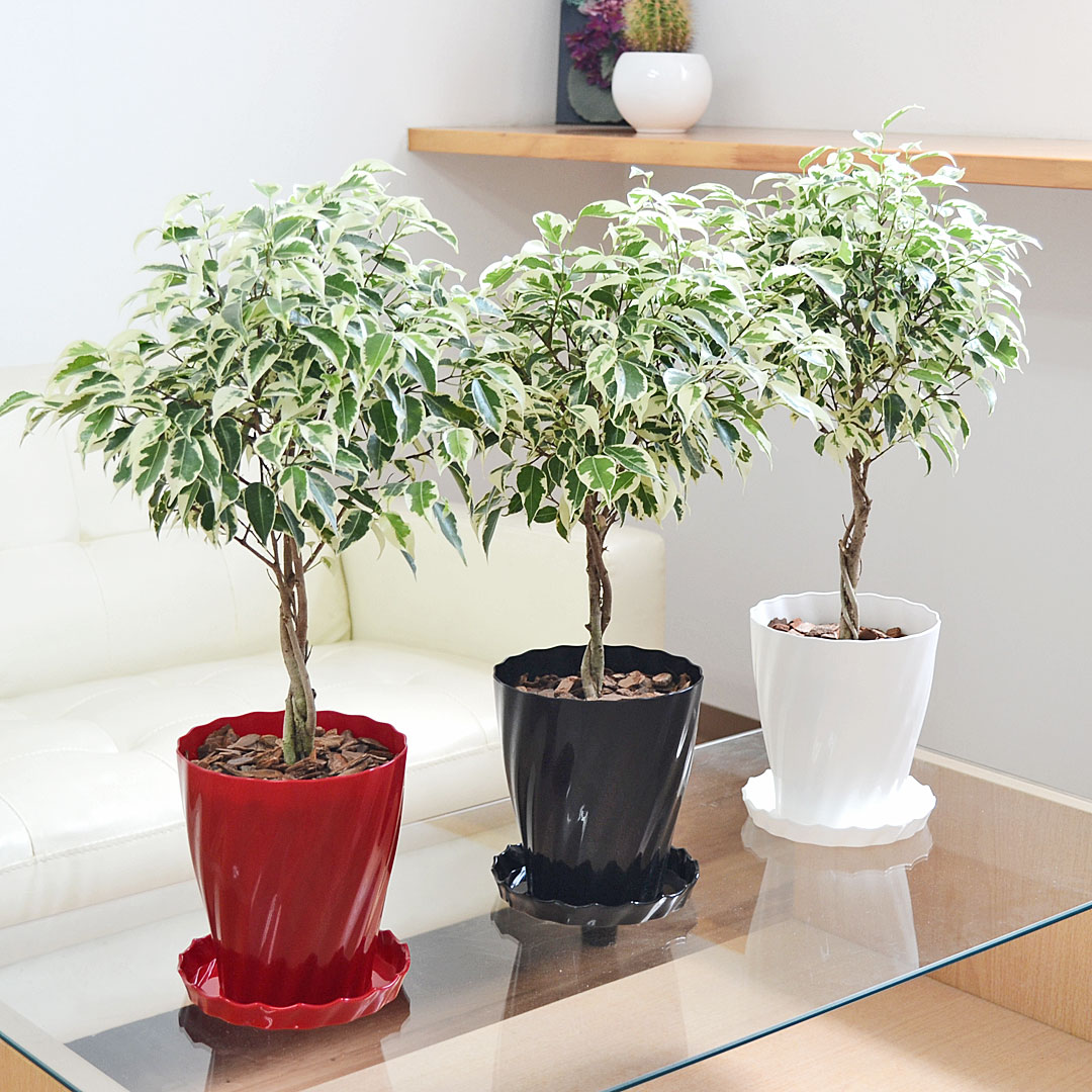 楽天市場】おしゃれ 観葉植物：フィカス ベンジャミン スターライト