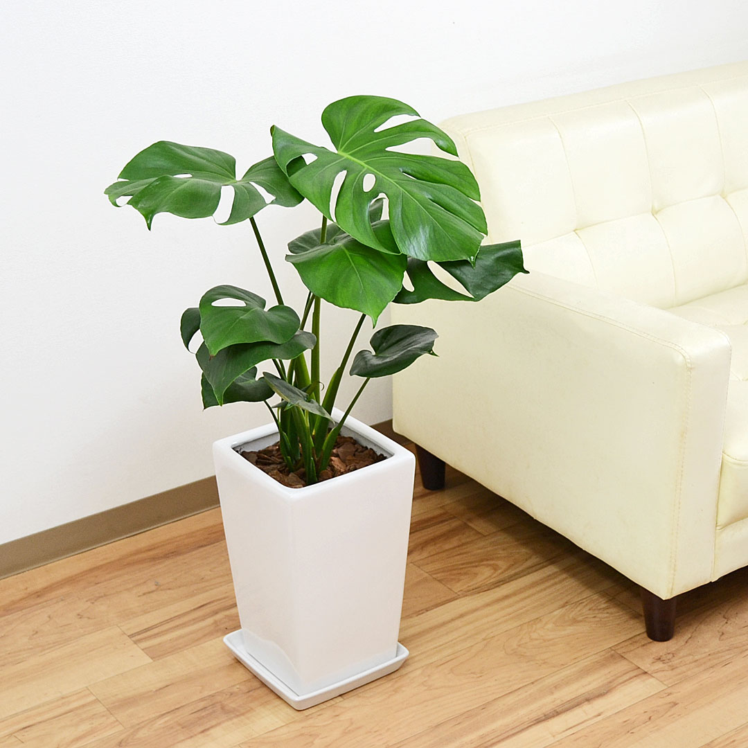 観葉植物 モンステラ スクエア陶器鉢植え【インテリア/人気/お祝い/ギフト/プレゼント/開店祝い/新築祝い/誕生日祝い/結婚祝い/おしゃれ/スタイリッシュ/個性的/中型/送料無料/】｜フラワーコーポレーション