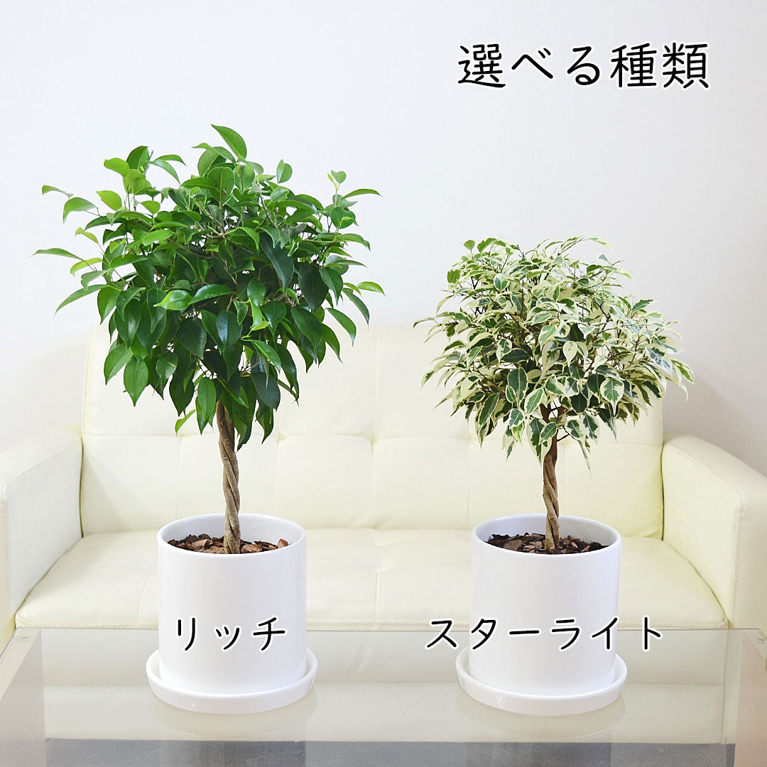 斑入り　フィカス　ベンジャミン　スターライト　編み込み　天然苔仕立て　陶器鉢 PLANCHU 観葉植物 フィカス ベンジャミン スターライト 編み込み