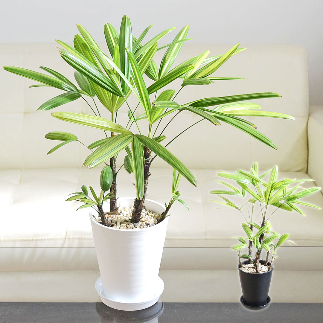 楽天市場】観葉植物 斑入り 観音竹 綾錦 カンノンチク 4号鉢 観葉植物