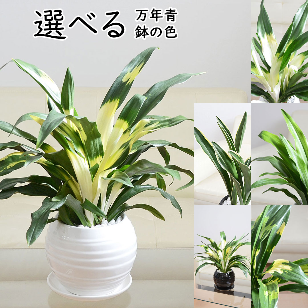 再入荷商いもの