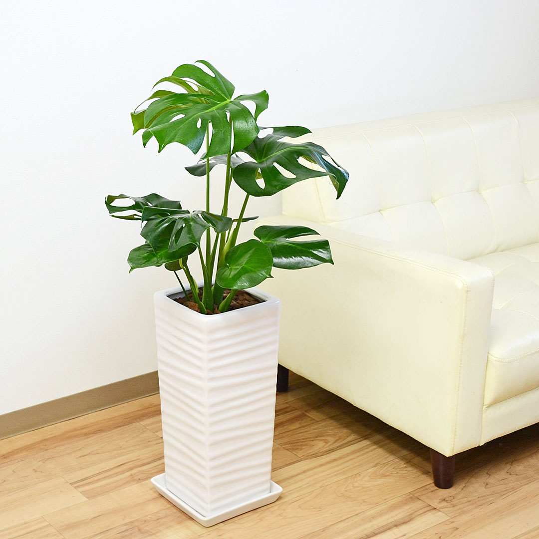 【500円OFFクーポン 7/26 01:59まで】観葉植物 モンステラ 陶器鉢 7号 四角柱 千段 ウェーブスクエアポール ホワイト 白 おしゃれ 本物 インテリア 室内 送料無料｜フラワーコーポレーション