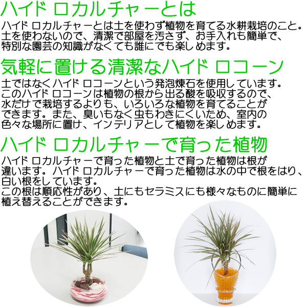 送料無料 観葉植物ミニ ハイドロカルチャー陶器鉢付き 4鉢セット インテリア 人気 お祝い ギフト プレゼント おしゃれ スタイリッシュ ミニ 水耕栽培 お試し 北欧 ブルックリン インダストリアル ナチュラル 和モダン アジアン Solga Sowa Pl