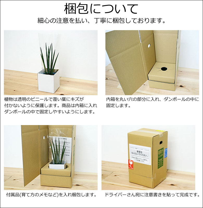 送料無料 観葉植物ミニ 花 ハイドロカルチャースタイリッシュ陶器鉢付き 4鉢セット インテリア 人気 花 観葉植物 お祝い 観葉植物 ギフト プレゼント おしゃれ スタイリッシュ ミニ 水耕栽培 お試し シンプルモダン シック 和モダン ナチュラル アジアン 北欧