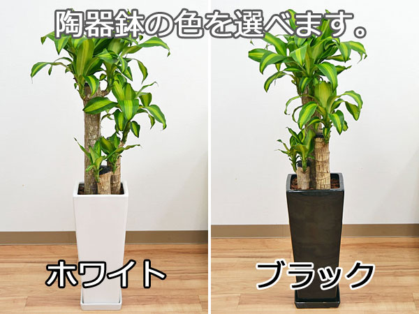 激安特価品 7号 マッサンゲアナ 観葉植物 ドラセナ 幸福の木 ロングスクエア陶器鉢植え 花・観葉植物