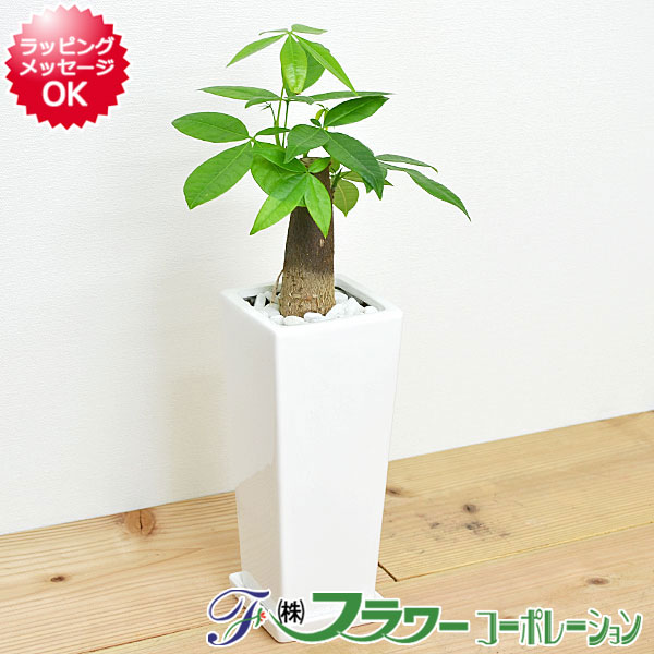 植木鉢 9点セット 受け皿付き 信楽焼 陶器 おしゃれ 4号 盆栽鉢