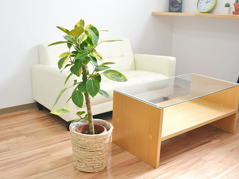 楽天市場 鉢カバー 観葉植物7号用 ホワイト メイズ フラワーコーポレーション