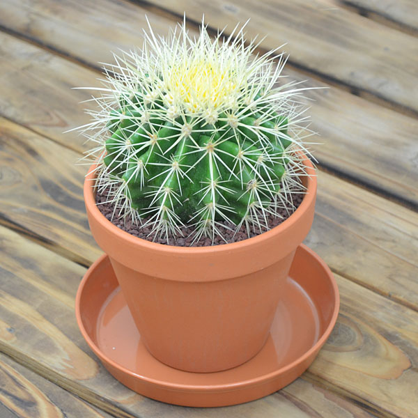 楽天市場】金鯱の種 10粒 +育て方の説明書付き 【多肉植物】 : みつき屋