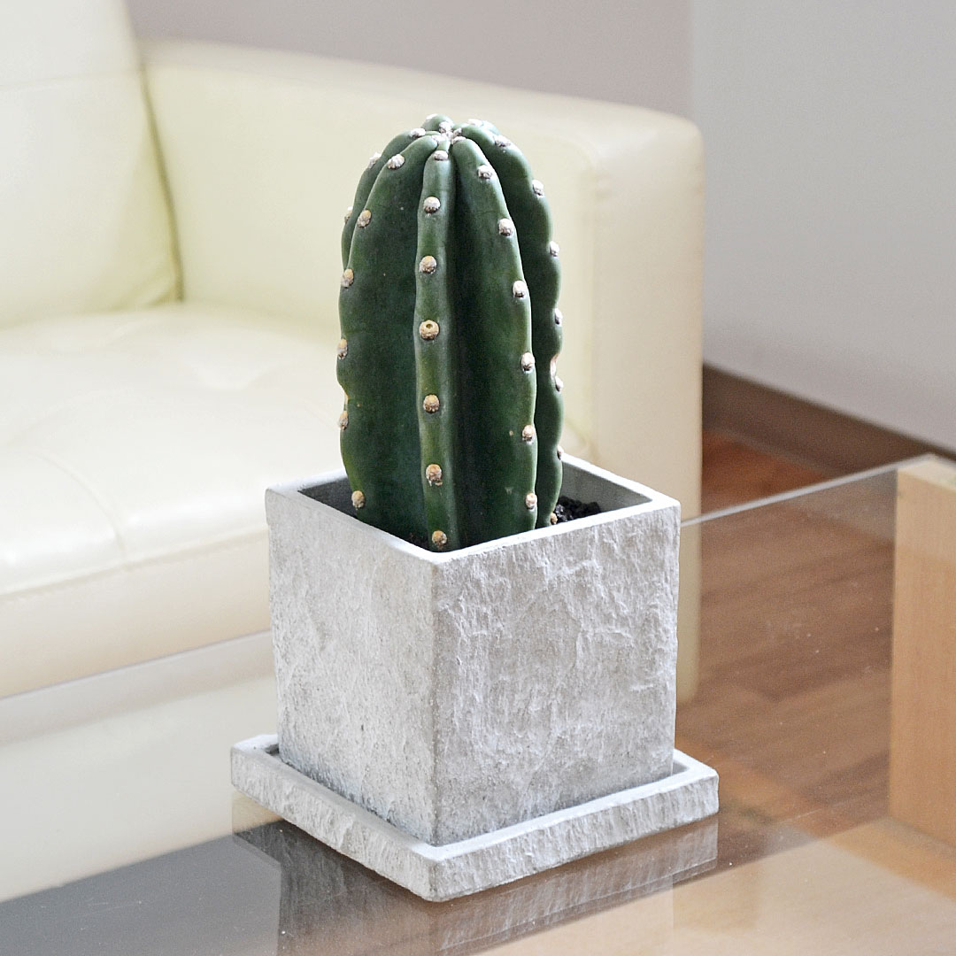 スピラリス　3本セット　サボテン　柱サボテン　カクタス　多肉植物　金鯱　アガベ 楽天市場】サボテン カクタス 柱サボテン 鬼面閣 金鯱