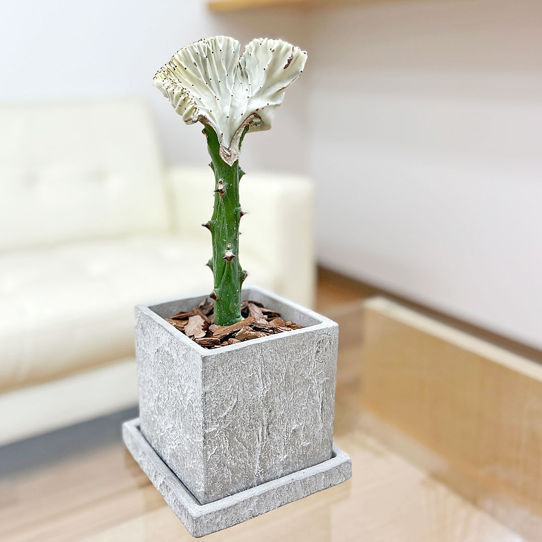 多肉植物 観葉植物 マハラジャ ユーフォルビア ラクテア クリスタータ セメン鉢植え 混凝土 正六面体 乙 貨物輸送無料 Afic Association Org