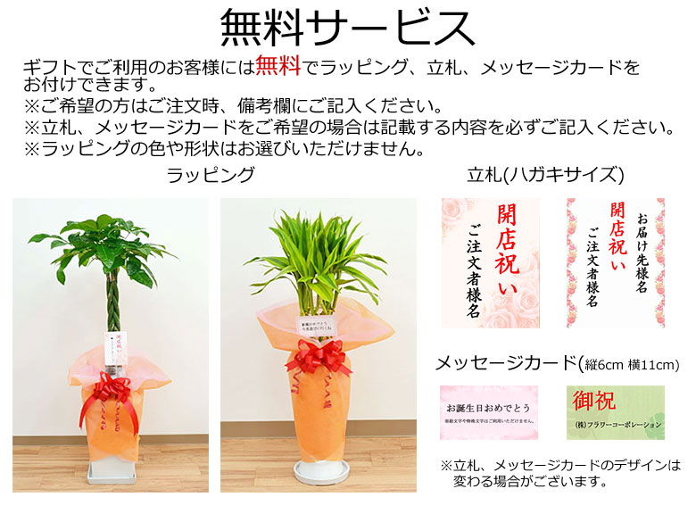 送料無料 観葉植物ミニ 花 ハイドロカルチャースタイリッシュ陶器鉢付き 4鉢セット インテリア 人気 花 観葉植物 お祝い 観葉植物 ギフト プレゼント おしゃれ スタイリッシュ ミニ 水耕栽培 お試し シンプルモダン シック 和モダン ナチュラル アジアン 北欧