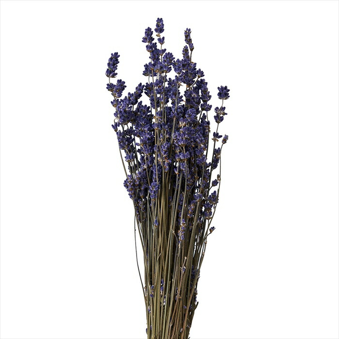 楽天市場】【ドライフラワー ナチュラル素材 ナチュラル素材