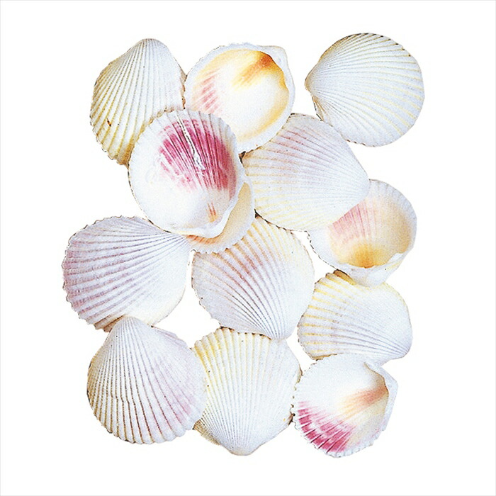 楽天市場】【ドライフラワー ナチュラル素材 シェル 貝】 スター