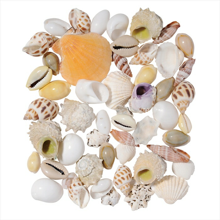 楽天市場】【ドライフラワー ナチュラル素材 シェル 貝】 スター